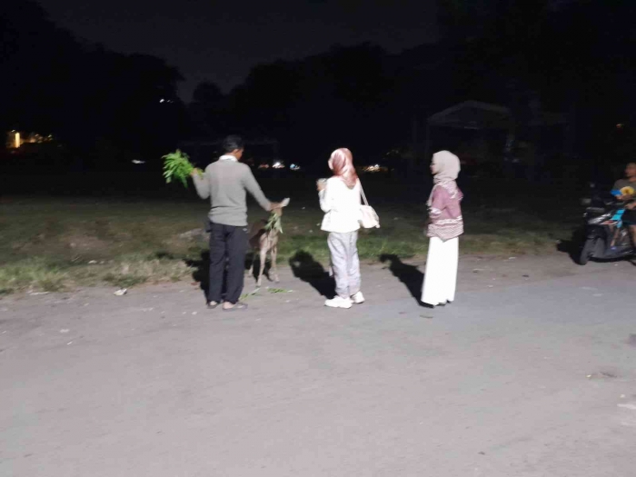 Memberi makan hewan rusa (dokpri)