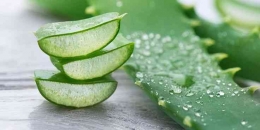 Photo of aloe vera plant (Source: Pinterest/ZaujaStore)