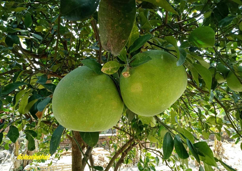 Buah Jeruk Bali di Kebun, Salah Satu Tanaman yang Mulai Langka di Kampungku | @kaekaha!