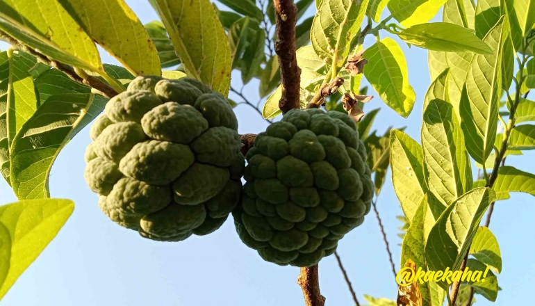 Buah Mulwo atau Srikaya di Kebun | @kaekaha!