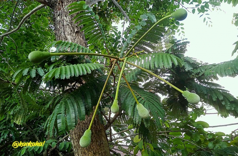 Pohon Petai di Kebun | @kaekaha!