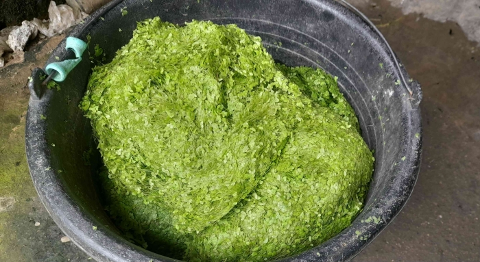 Pak Taqim di Baradatu Way Kanan, panen Lemna untuk pakan ternak (dok foto: Gregorius Nafanu)