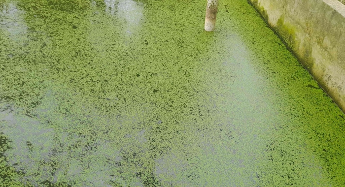 Memelihara Lemna di kolam, jadi pakan alternatif ikan, ternak, dan sebagai biofilter alami (dok foto: GregorousNafanu)