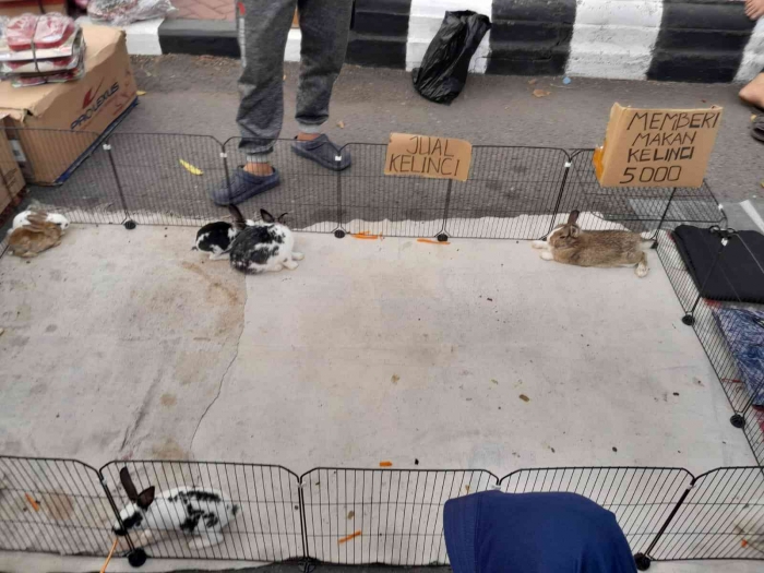 Anak-anak-anak kelinci (dokpri)