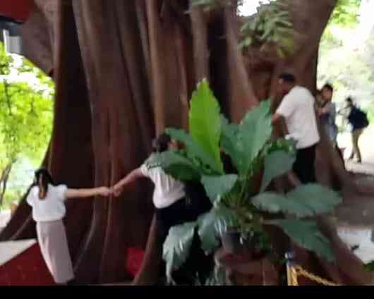 Mahasiswa asing sedang mencoba mengelilingi pohon Beringin Pencekik. Sumber dokpri