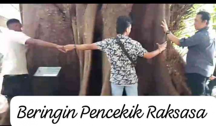 Pohon Raksasa Keramat Beringin Pencekik sumber dokpri