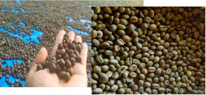 Petani perlu memperhatikan kadar air saat jemur dan simpan biji kopi agar kualitas tetap terjamin (dok foto: Gregorius Nafanu)