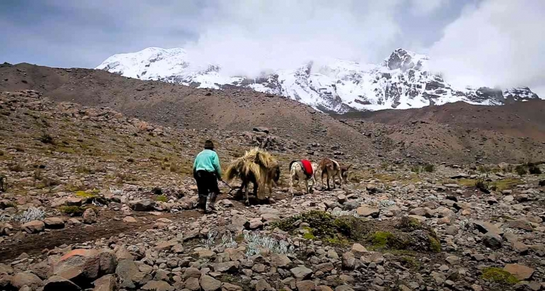 Baltazar Ushca dan karavan keledainya mendaki Chimborazo, Sumber: film Dokumenter New York Times
