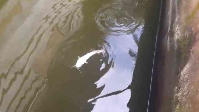 Lele mati siap dimangsa lele yang masih hidup, tak ada kamus sedih diantara mereka (dok foto: Gregorius Nafanu)