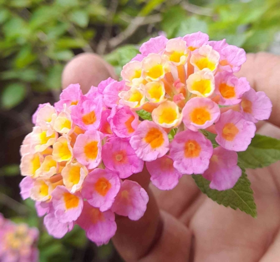 Hati-hati! Sekalipun menarik, bunga dan bagian lagin Tembelekan ini bisa beracun karena ada senyawa toksik (dok foto: Gregorius Nafanu)