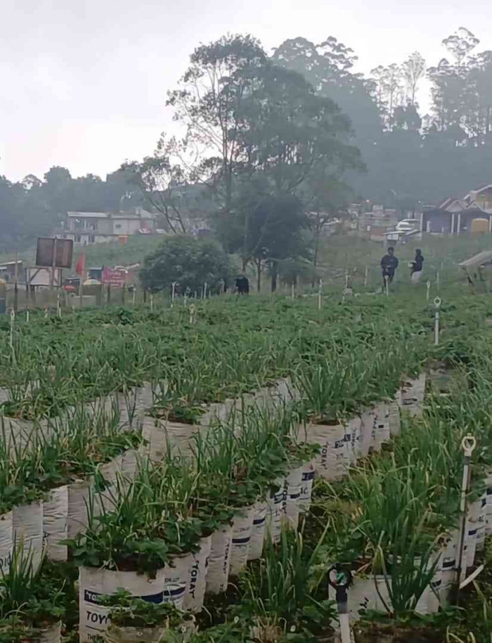 Hamparan kebun stroberi yang ditumpang sari dengan bawang daun(dokumentasi pribadi: Isti Yogiswandani)