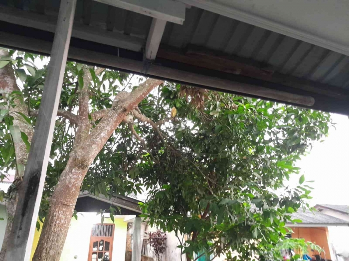 Merekam gerak-gerik tupai di atas pohon mangga (dokpri)