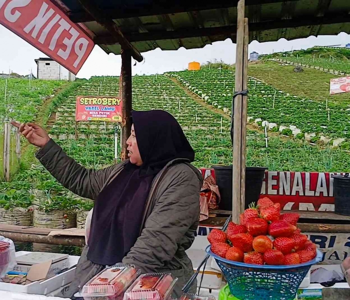 Buk e Varel di lapaknya yang terletak di depan kebun stroberi milik nya(dokumentasi pribadi: Isti Yogiswandani)