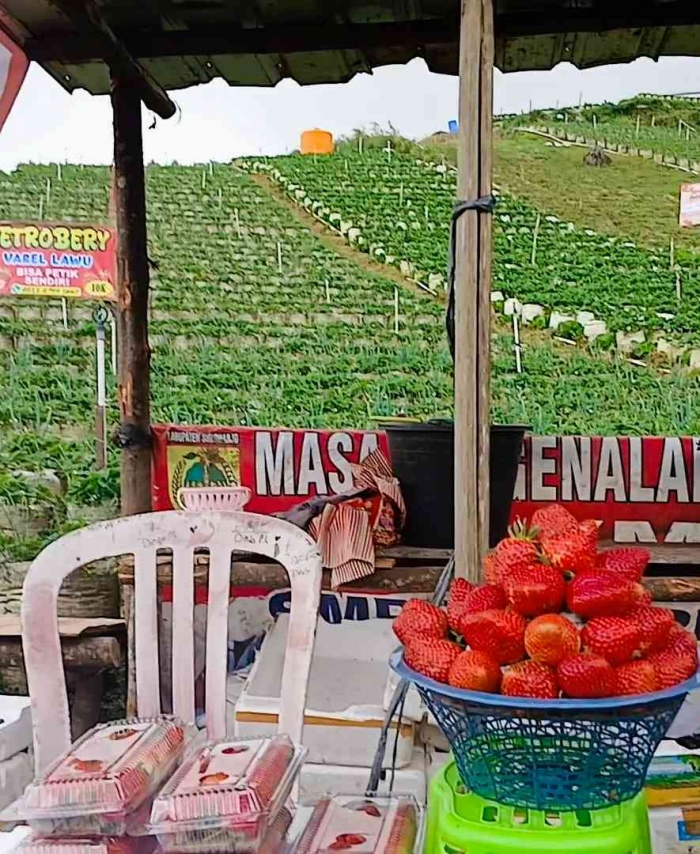 Stroberi dikemas dalam plastik mika dengan harga 10 ribu/ons (Dokumentasi pribadi: Isti Yogiswandani)