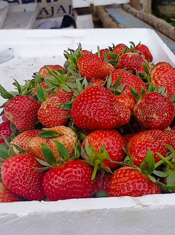 Stroberi segar yang baru dipetik (dokumentasi pribadi: Isti Yogiswandani)