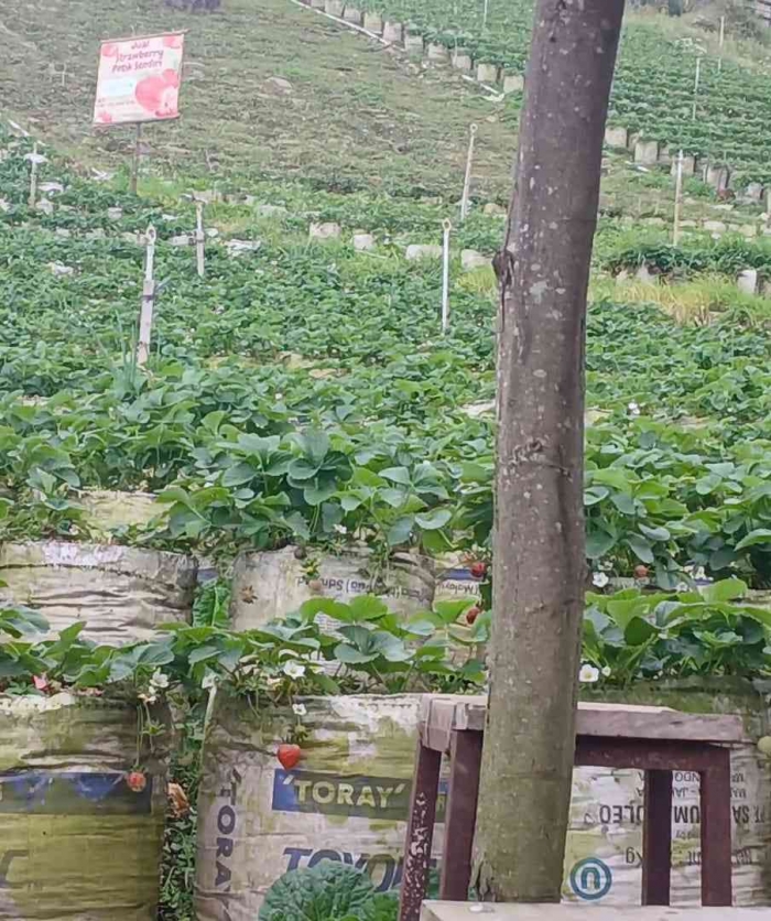 Stroberi tumbuh subur siap panen (dokumentasi pribadi: Isti Yogiswandani)