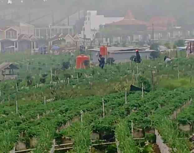 Pengunjung sedang memetik sendiri buah stroberi yang akan dibeli (dokumentasi pribadi: Isti Yogiswandani)