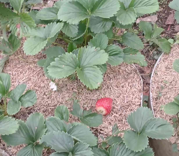 Mengulik Wisata Petik Stroberi Sendiri di Kaki Bukit Mongkrang yang Unik(dokumentasi pribadi: Isti Yogiswandani)