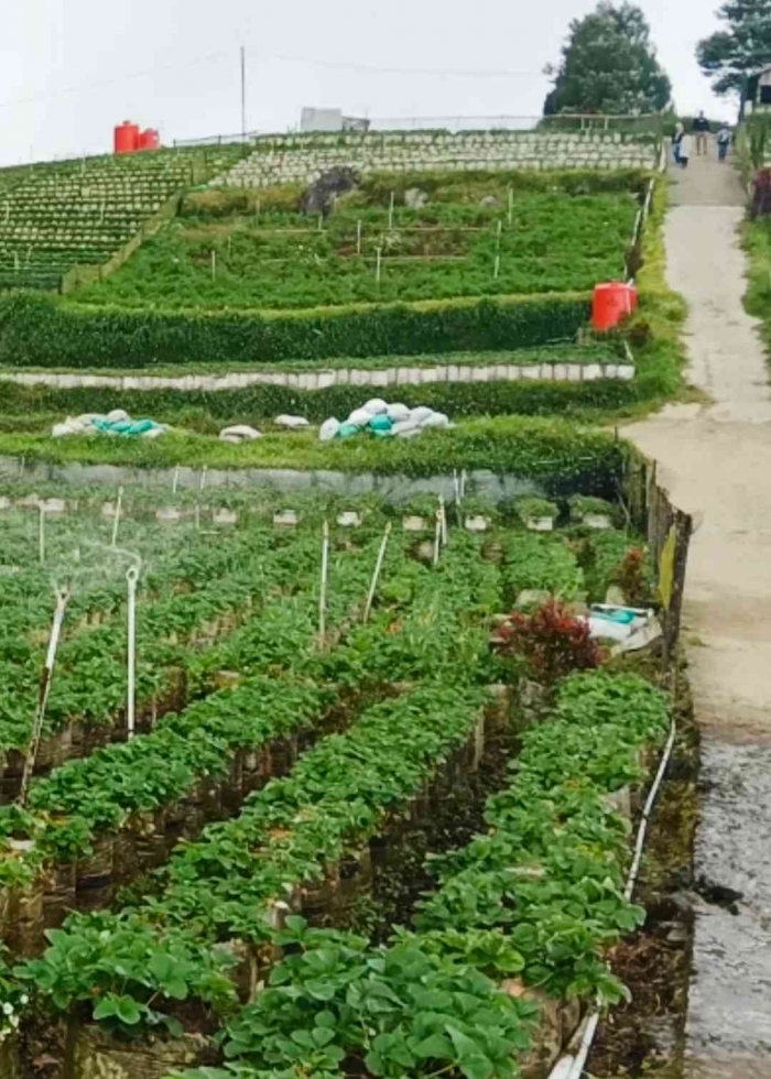 Pipa -,pipa dengan kincir dipasang untuk menyiram tanaman+Dokumentasi pribadi: Isti Yogiswandani)