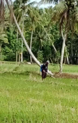 Foto: Ayah yang sedang bekerja di sawah. (Sumber: dokpri/Perlina).