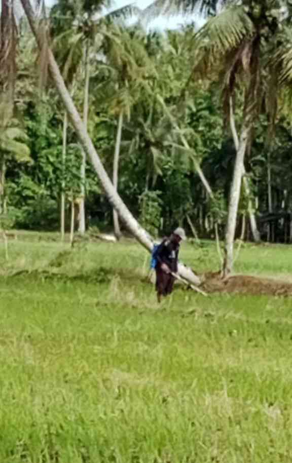 Foto: Ayah yang sedang bekerja di sawah. (Sumber: dokpri/Perlina).