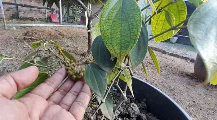 Lada perdu, si pedes yang menguntingkan tanpa harus panjat pohon (dok foto: Gregorius Nafanu)