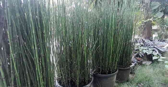 Bambu air, mudah dipelihara tetapi harus dipangkas rapi agar terlihat indah dan asri (dok foto: Gregorius Nafanu)