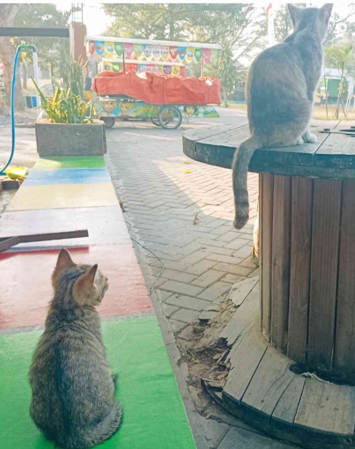 Kucing-kucing yang hidup bebas di lapangan desa Krandegan (dokumentasi pribadi: Isti Yogiswandani)