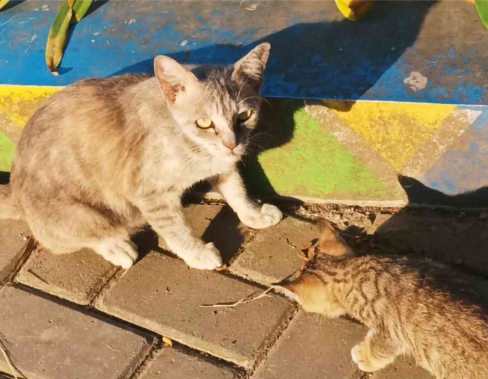 Menjaga dan melindungi anak yang sedang makan (dokumentasi pribadi: Isti Yogiswandani)
