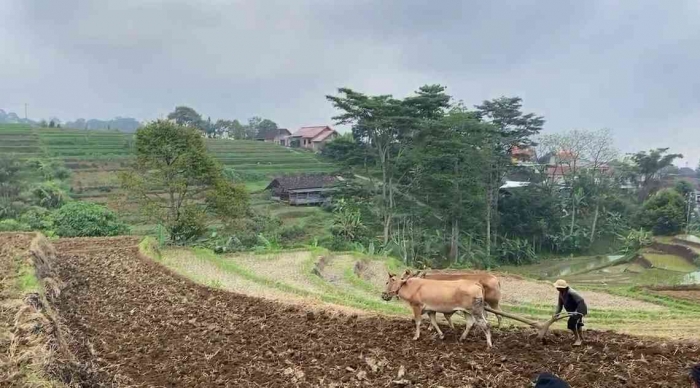 KKN Reguler UM Selotapak 2025 (Dokpri)