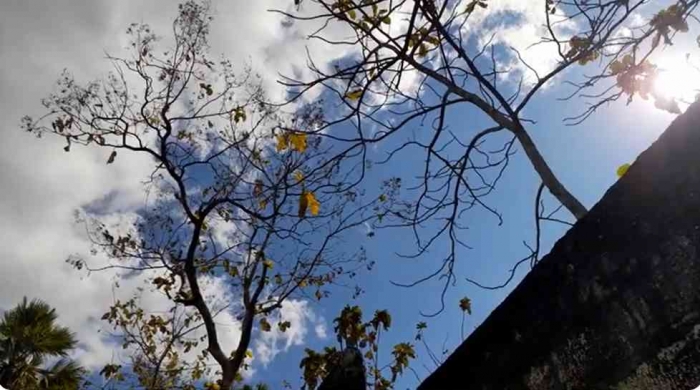 Pohon jati menghemat air di musim kemarau dengsn menggugurkan daunnya, manusia bisa mencontohnya (dok: Gregorius Nafanu)