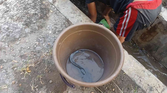 Lumayan, dapat 1, bisa buat lauk(Dokumentasi pribadi |Isti Yogiswandani)