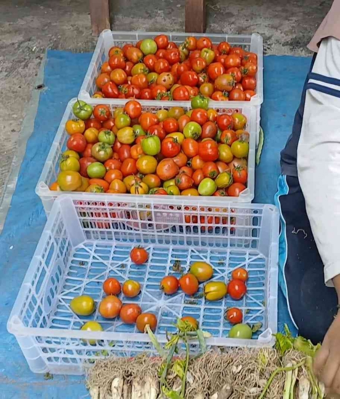 Tomat, jatahnya 5 buah (dokumentasi pribadi | Isti Yogiswandani)