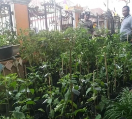 Program I Pekarangan Lahan Bergizi Milik Bapak Alokandi Warga Desa Perigi Kec.Pangkalan Lampam Kab.OKI