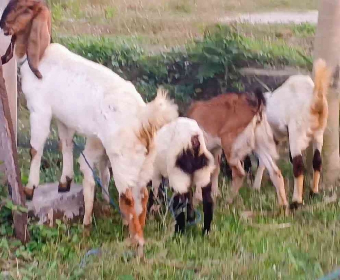 Hadiah dorprize untuk jalan santai yang bermanfaat secara ekonomi (Dokumentasi pribadi: Isti Yogiswandani)