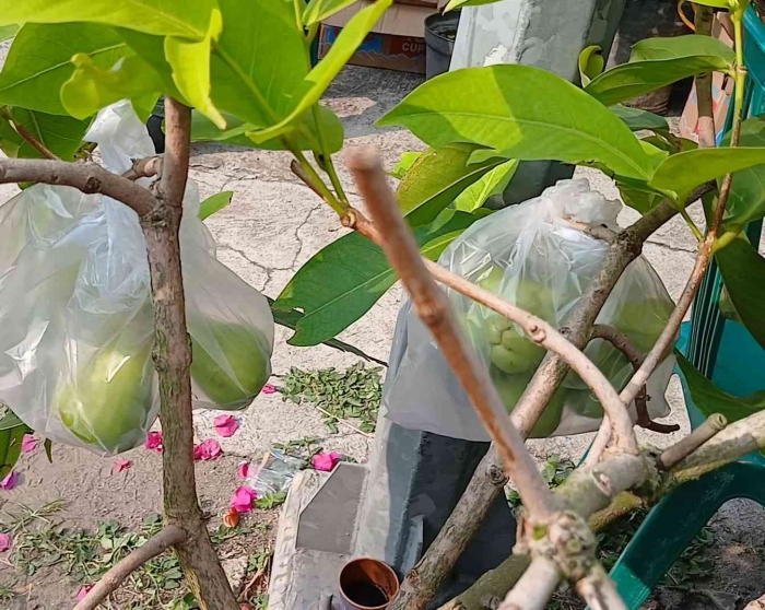 Tabulampot jambu green Giant (Dokumentasi pribadi: Isti Yogiswandani)