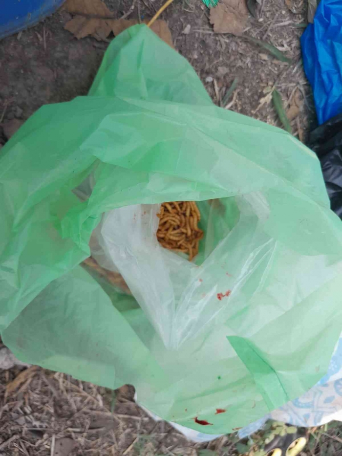 Umpan untuk memancing ikan (dokpri)