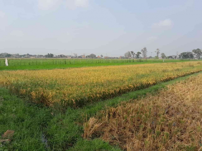 Padi yang ditanam di sawah (dokpri)