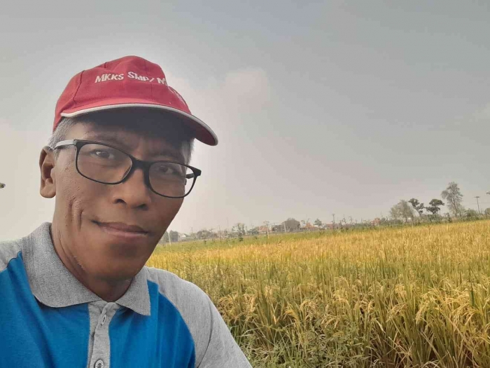 Padi yang sudah menguning (dokpri)