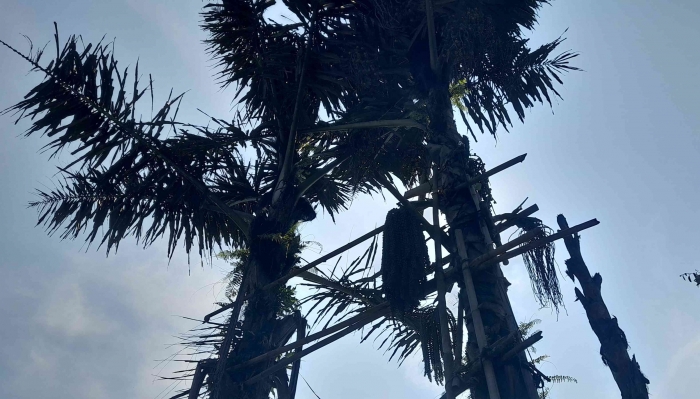 Pohon enau sedang diproses untuk diambil niranya (dok foto: Gregorius Nafanu)