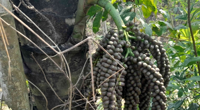 Buah yang tidak dijadikan nira bisa dimanfaatkan untuk kolang kaling yang kenyal kenyal (dok foto: Gregorius Nafanu)