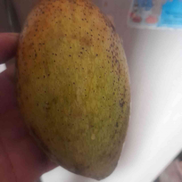 Wabup Madiun: Satu rumah, 1 pohon mangga kualitas ekspor(Dokpri: Bondan)