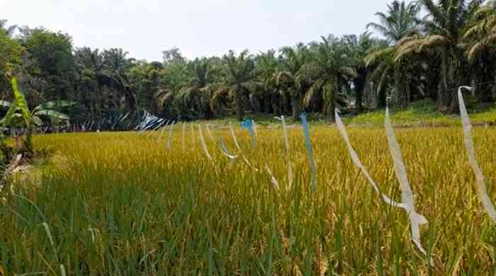 Dulu orang-orangan, sekarang petani pakai plastik warna-warni untuk mengusir pipit (dok foto: Gregorius Nafanu)