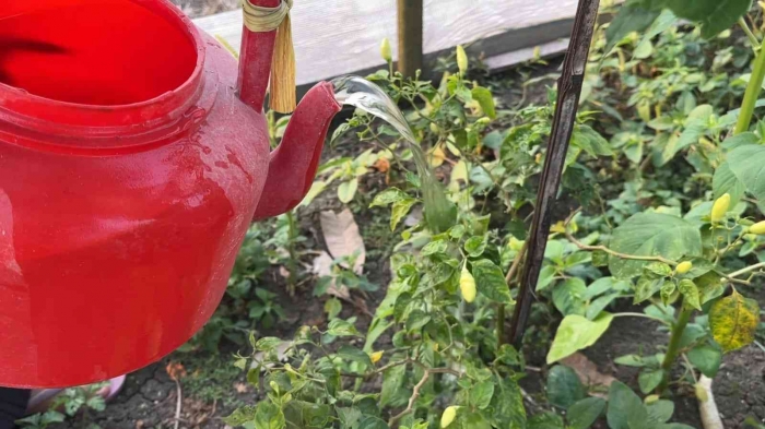 Dokumentasi Perawatan Tanaman di Desa Sarirejo, Ngaringan, Grobogan (29/08/2025) (Sumber: YouTube desa sarirejo)