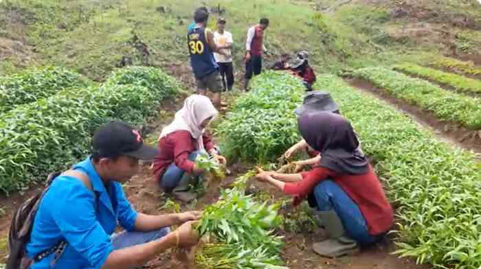 Siswa PKL SMKN 1 Baradatu panen kangkung bersama petani sambil diskusi soal kangkung (dok foto: Gregorius Nafanu)