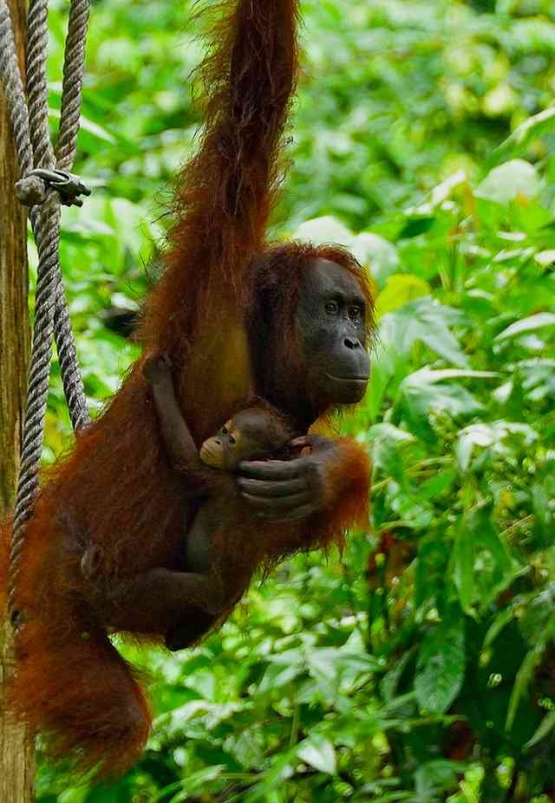 Rimba yang kian menyempit, menjauhkan orangutan dari rumah sejatinya. (Foto: Reuben ST/Wikimedia Commons)