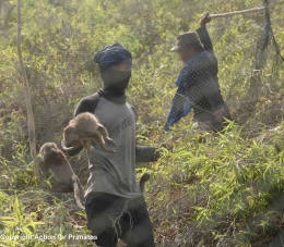 Sejumlah monyet ekor panjang di Indonesia ditangkap, diduga dari alam, dengan cara kasar. (Action for Primates)