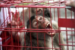 Seekor monyet tampak terkurung dalam kandang besi berwarna merah. (Mongabay)