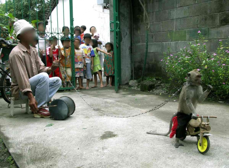 Seekor monyet ekor panjang dipaksa menaiki sepeda kecil dengan leher terikat rantai. (Wikipedia)