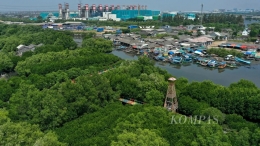 Foto udara hutan mangrove Jembatan Cinta di Kampung Paljaya, Desa Segara Jaya, Kecamatan Tarumajaya, Kabupaten Bekasi, Jawa Barat, Rabu (10/5/2023). | KOMPAS/AGUS SUSANTO